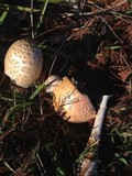 Amanita muscaria f. guessowii image