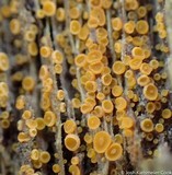 Arachnopeziza trabinelloides image