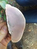 Fomitopsis cajanderi image
