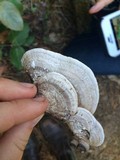 Fomitopsis cajanderi image