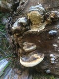 Fomitopsis ochracea image