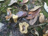 Gomphus clavatus image