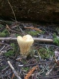 Gomphus clavatus image
