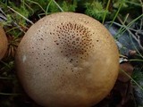 Lycoperdon nigrescens image