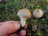 Lycoperdon nigrescens image