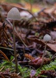 Mycena leptocephala image