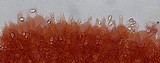 Mycena leptocephala image