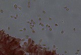 Mycena leptocephala image