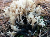 Clavulina coralloides image