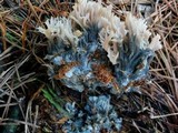 Clavulina coralloides image