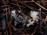 Clavulina coralloides image