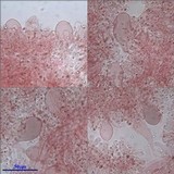 Pluteus romellii image