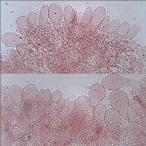 Pluteus romellii image