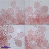 Pluteus romellii image