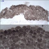 Pluteus romellii image