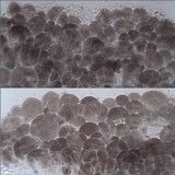 Pluteus romellii image
