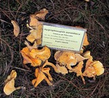 Hygrophoropsis aurantiaca image