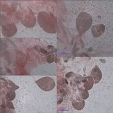 Pluteus romellii image