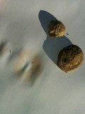 Clitopilus prunulus image