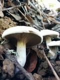 Clitopilus prunulus image