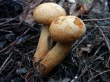 Gymnopilus ventricosus image