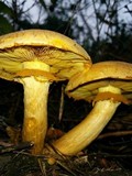 Gymnopilus ventricosus image