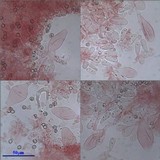 Pluteus nanus image