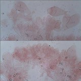 Pluteus nanus image
