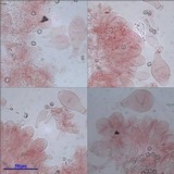 Pluteus nanus image