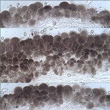 Pluteus nanus image