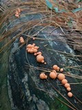 Lycogala epidendrum image