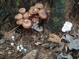Entoloma abortivum image
