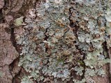Hypotrachyna livida image