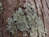 Hypotrachyna livida image