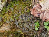 Peltigera polydactylon image