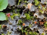 Peltigera polydactylon image