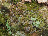 Peltigera polydactylon image