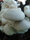 Entoloma abortivum image