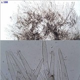Lepiota grangei image