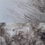 Lepiota grangei image