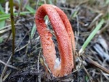 Clathrus columnatus image