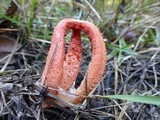 Clathrus columnatus image