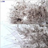 Lepiota grangei image