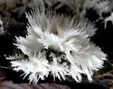 Hydnopolyporus fimbriatus image