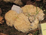 Hydnopolyporus fimbriatus image