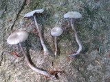 Laccaria amethystina image