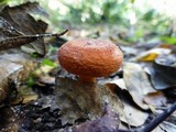Lactifluus hygrophoroides image