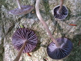 Laccaria amethystina image