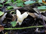 Helvella crispa image