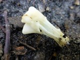 Helvella crispa image